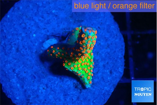 Montipora red fire forest 1-2 cm WYSIWYG acclimaté