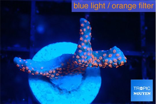 Montipora red polyp 1-2 cm WYSIWYG acclimaté