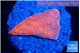 Montipora red cap 2-3 cm WYSIWYG acclimaté