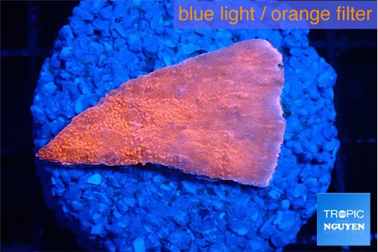 Montipora red cap 2-3 cm WYSIWYG acclimaté