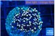 Euphyllia glabrescens joker golden tip 3-6 cm WYSIWYG acclimaté
