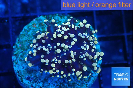 Euphyllia glabrescens joker golden tip 3-6 cm WYSIWYG acclimaté