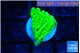 Montipora green cap 1-2 cm WYSIWYG acclimaté