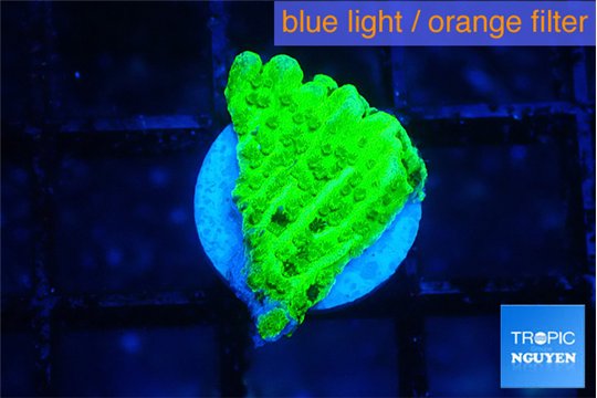 Montipora green cap 1-2 cm WYSIWYG acclimaté