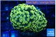 Euphyllia paraancora electro 3-6 cm WYSIWYG acclimaté