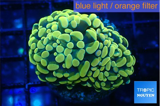 Euphyllia paraancora electro 3-6 cm WYSIWYG acclimaté