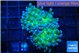 Euphyllia paradivisa green sunset 4-7 cm WYSIWYG acclimaté