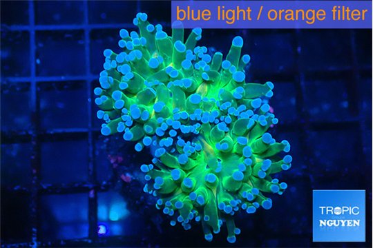 Euphyllia paradivisa green sunset 4-7 cm WYSIWYG acclimaté