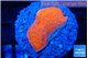 Montipora red cap 2-3 cm WYSIWYG acclimaté