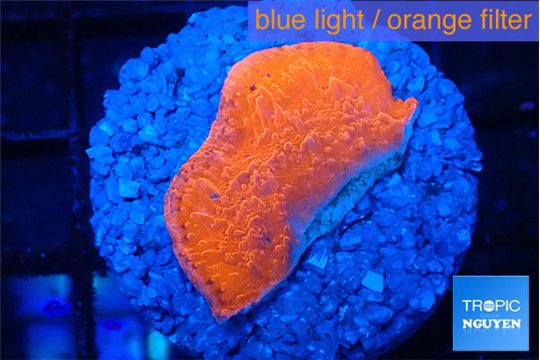 Montipora red cap 2-3 cm WYSIWYG acclimaté