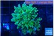 Euphyllia paradivisa green sunset 3-6 cm WYSIWYG acclimaté