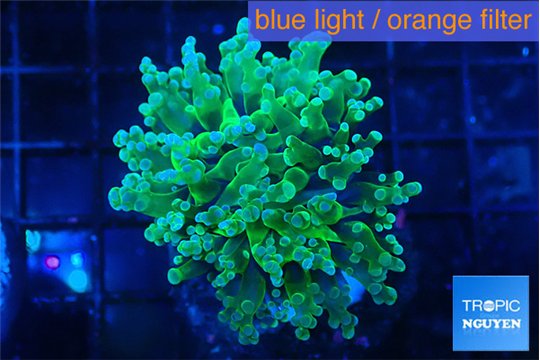 Euphyllia paradivisa green sunset 3-6 cm WYSIWYG acclimaté