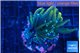 Euphyllia glabrescen green gold pink tip 3-6 cm WYSIWYG acclimaté