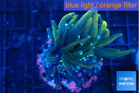 Euphyllia glabrescen green gold pink tip 3-6 cm WYSIWYG acclimaté
