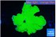 Montipora green cap 3-5 cm WYSIWYG acclimaté