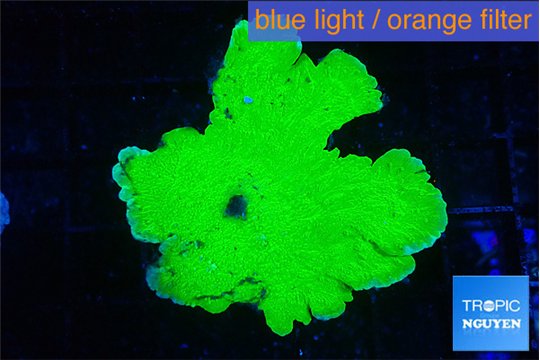 Montipora green cap 3-5 cm WYSIWYG acclimaté