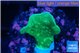 Pavona cactus green 2-3 cm WYSIWYG acclimaté
