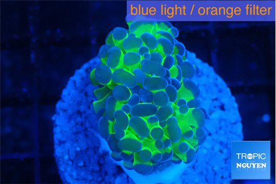 Euphyllia paraancora tango punch 3-5 cm WYSIWYG acclimaté
