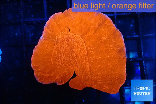 Monipora red cap 3-4 cm WYSIWYG acclimaté