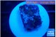 Favia purple blue 2 cm WYSIWYG acclimaté