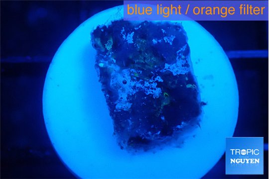 Favia purple blue 2 cm WYSIWYG acclimaté