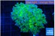 Euphyllia paradivisa green purple 4-7 cm WYSIWYG acclimaté