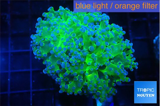 Euphyllia paradivisa green purple 4-7 cm WYSIWYG acclimaté