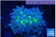 Euphyllia yayaemaensis green 4-6 cm WYSIWYG acclimaté