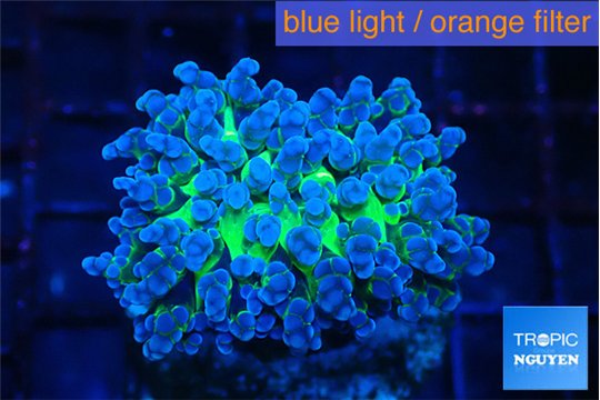 Euphyllia yayaemaensis green 4-6 cm WYSIWYG acclimaté