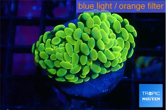 Euphyllia paraancora electro 3-5 cm WYSIWYG acclimaté
