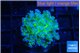 Euphyllia paradivisa green purple 3-5 cm WYSIWYG acclimaté