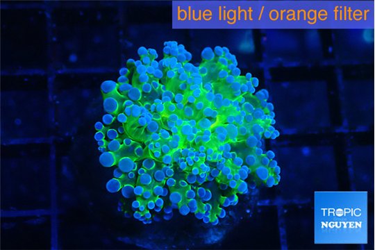 Euphyllia paradivisa green purple 3-5 cm WYSIWYG acclimaté