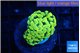 Euphyllia paraancora electro 3-5 cm WYSIWYG acclimaté