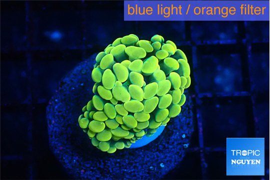Euphyllia paraancora electro 3-5 cm WYSIWYG acclimaté