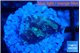 Favia purple blue 1-2 cm WYSIWYG acclimaté