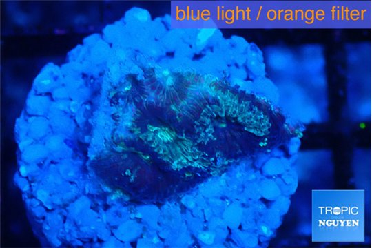 Favia purple blue 1-2 cm WYSIWYG acclimaté