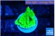 Montipora green cap 1 cm WYSIWYG acclimaté
