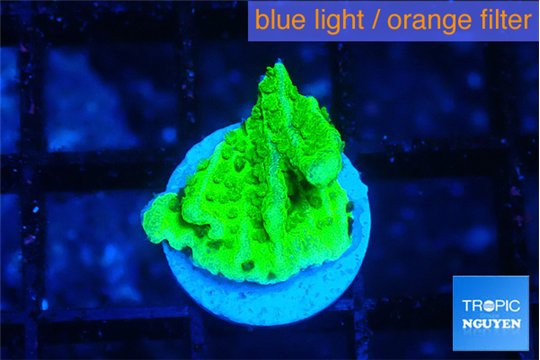 Montipora green cap 1 cm WYSIWYG acclimaté