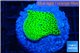 Montipora green 2-3 cm WYSIWYG acclimaté