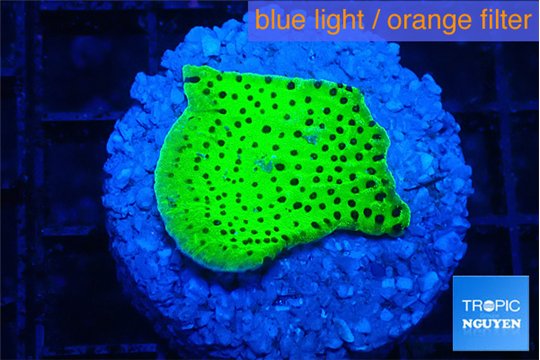 Montipora green 2-3 cm WYSIWYG acclimaté