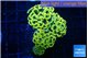 Euphyllia paraancora electro 5-8 cm WYSIWYG acclimaté