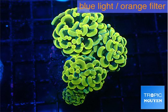 Euphyllia paraancora electro 5-8 cm WYSIWYG acclimaté
