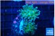 Euphyllia paradivisa green sunset 3-5 cm WYSIWYG acclimaté