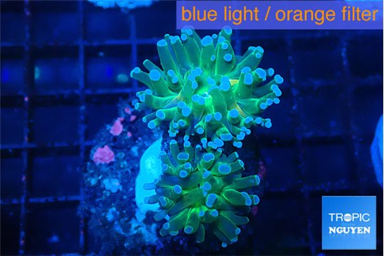 Euphyllia paradivisa green sunset 3-5 cm WYSIWYG acclimaté