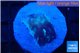 Favia purple blue 1-2 cm WYSIWYG acclimaté