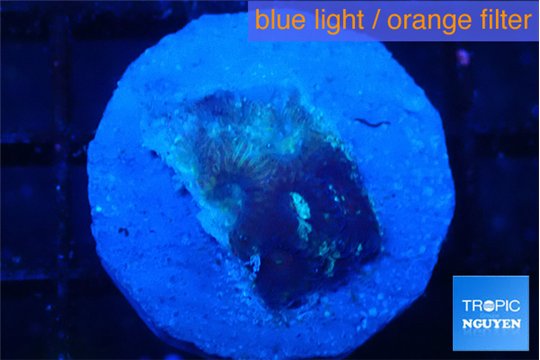 Favia purple blue 1-2 cm WYSIWYG acclimaté
