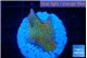 Montipora red fire forest 2-3 cm WYSIWYG acclimaté