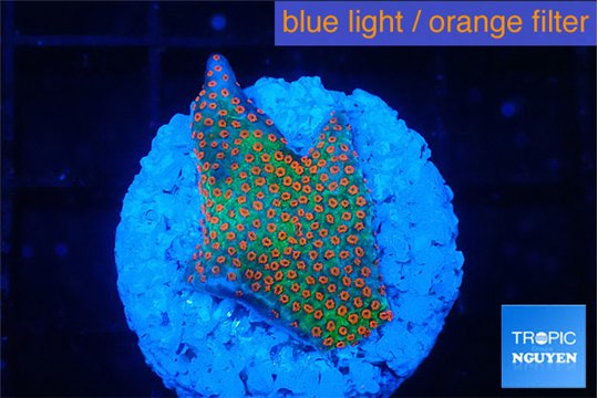 Montipora red fire forest 2-3 cm WYSIWYG acclimaté
