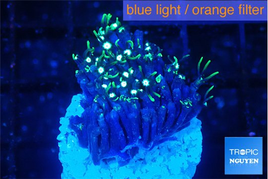 Pachyclavularia green 2-4 cm WYSIWYG acclimaté