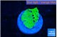 Montipora green 1 cm WYSIWYG acclimaté